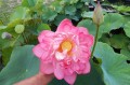 Nelumbo "Rosea Plena"