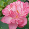 Nelumbo "Rosea Plena"