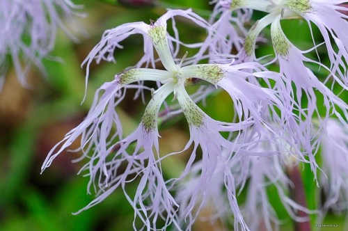 Dianthus superbus - pojedynczy kwiat