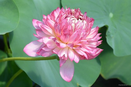 Nelumbo "Lips Red"