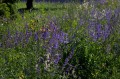 Salvia pratensis, fot. flickr.com, użytkownik United States Mission Geneva, licencja CC
