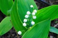 Convallaria majalis „Hardwick Hall”