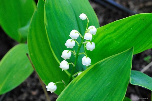 Convallaria majalis „Hardwick Hall”