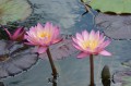 Nymphaea „Tropic Sunset” - lilia wodna tropikalna