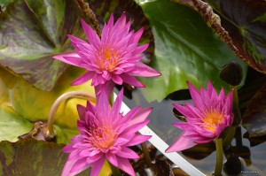 Nymphaea „Miami Rose” - lilia wodna tropikalna