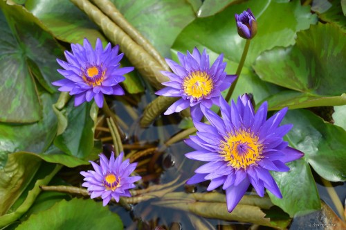 Nymphaea „Tanzanite” - lilia wodna tropikalna
