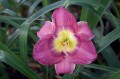 Hemerocallis "Shelby's Song"