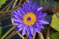 Nymphaea „Tanzanite” - lilia wodna tropikalna
