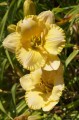Hemerocallis "Lake Country Sunshine"