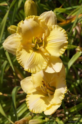 Hemerocallis "Lake Country Sunshine"