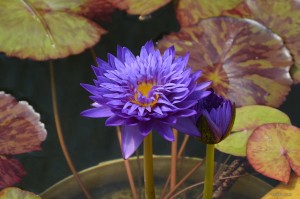 Nymphaea „Morada Bay” - lilia wodna tropikalna