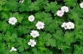 Geranium „Dreamland”