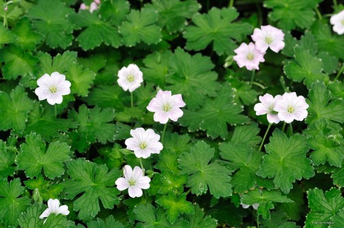 Geranium „Dreamland”