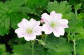 Geranium „Dreamland”
