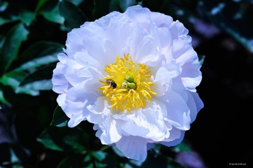 Paeonia "Miss America"