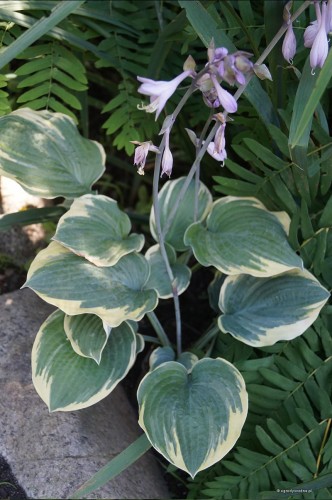 Hosta ''Inspire Greatness''