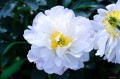 Paeonia "Miss America"