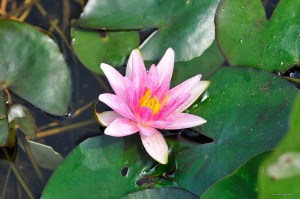Nymphaea „Pygmea Rubra” - lilia wodna, grzybień