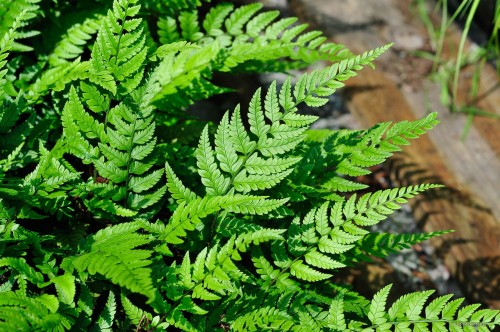 Polystichum biaristatum