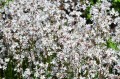 Lychnis flos cuculi "White Robin"