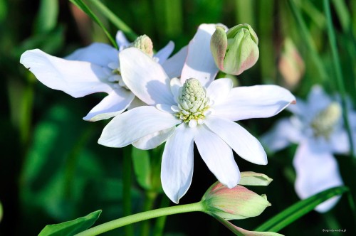 Anemopsis californica