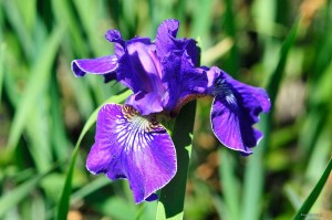 Iris sibirica „Ever Again” - kosaciec syberyjski