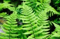 Dryopteris wallichiana "Jurassic Gold"