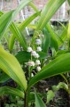 Convallaria majalis „Zebra”