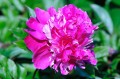 Paeonia "Daydream"