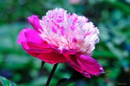 Paeonia "Daydream"