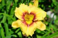 Hemerocallis "Ornamental Focus"