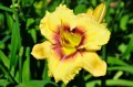 Hemerocallis "Ornamental Focus"