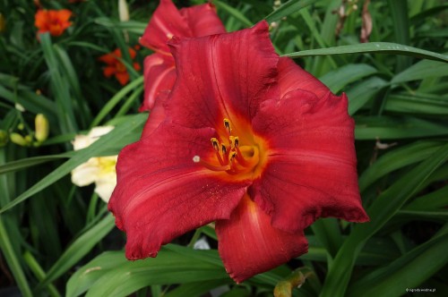 Hemerocallis "Jesse James"