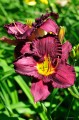 Hemerocallis "Nosferatu"