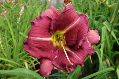 Hemerocallis "Lois Hall"