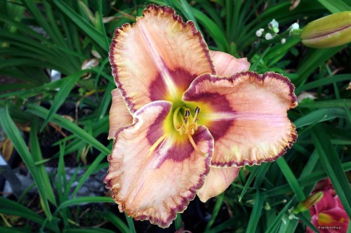 Hemerocallis "Linda Daniel"