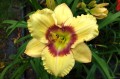 Hemerocallis "Ornamental Focus"