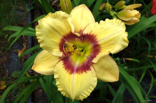 Hemerocallis "Ornamental Focus"