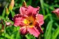 Hemerocallis „Mayah Diana”