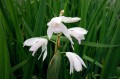 Bletilla striata  "Alba" - bletilla pasiasta