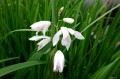 Bletilla striata  "Alba" - bletilla pasiasta