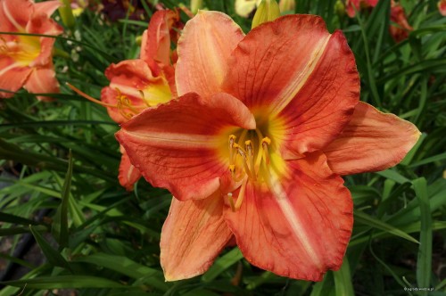 Hemerocallis "Fiesta Fling"