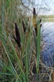 Carex acutiformis