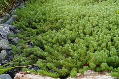 Myriophyllum hippuroides