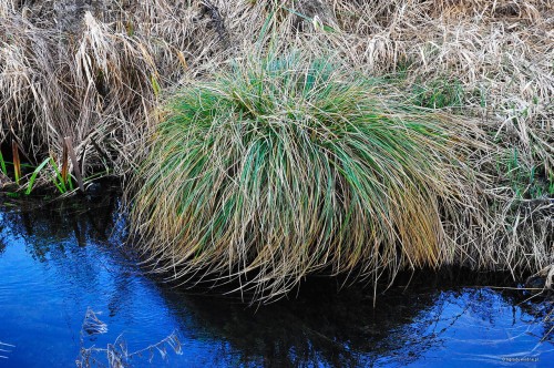 Carex paniculata