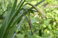 Carex pendula, fot. <a href="https://commons.wikimedia.org/wiki/File:Pendulous_Sedge_Carex_pendula_(6526005537).jpg#/media/File:Pendulous_Sedge_Carex_pendula_(6526005537).jpg">https://commons.wikimedia.org/wiki/File:Pendulous_Sedge_Carex_pendula_(65260055
