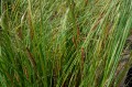 Carex acutiformis