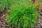 Carex flava - turzyca żółta
