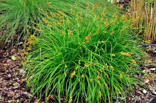 Carex flava