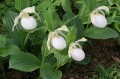 Cypripedium „Sabine Pastel”